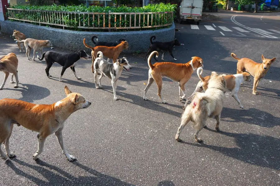 stray dogs