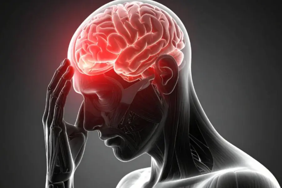 brain