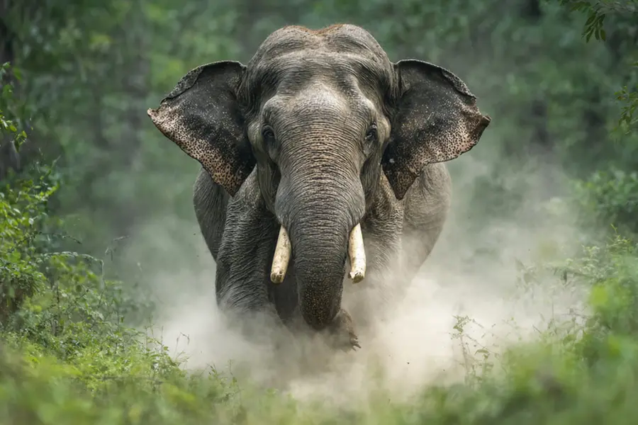 നീലഗിരിയിൽ കാട്ടാനയാക്രമണത്തിൽ ഒരാൾ മരിച്ചു