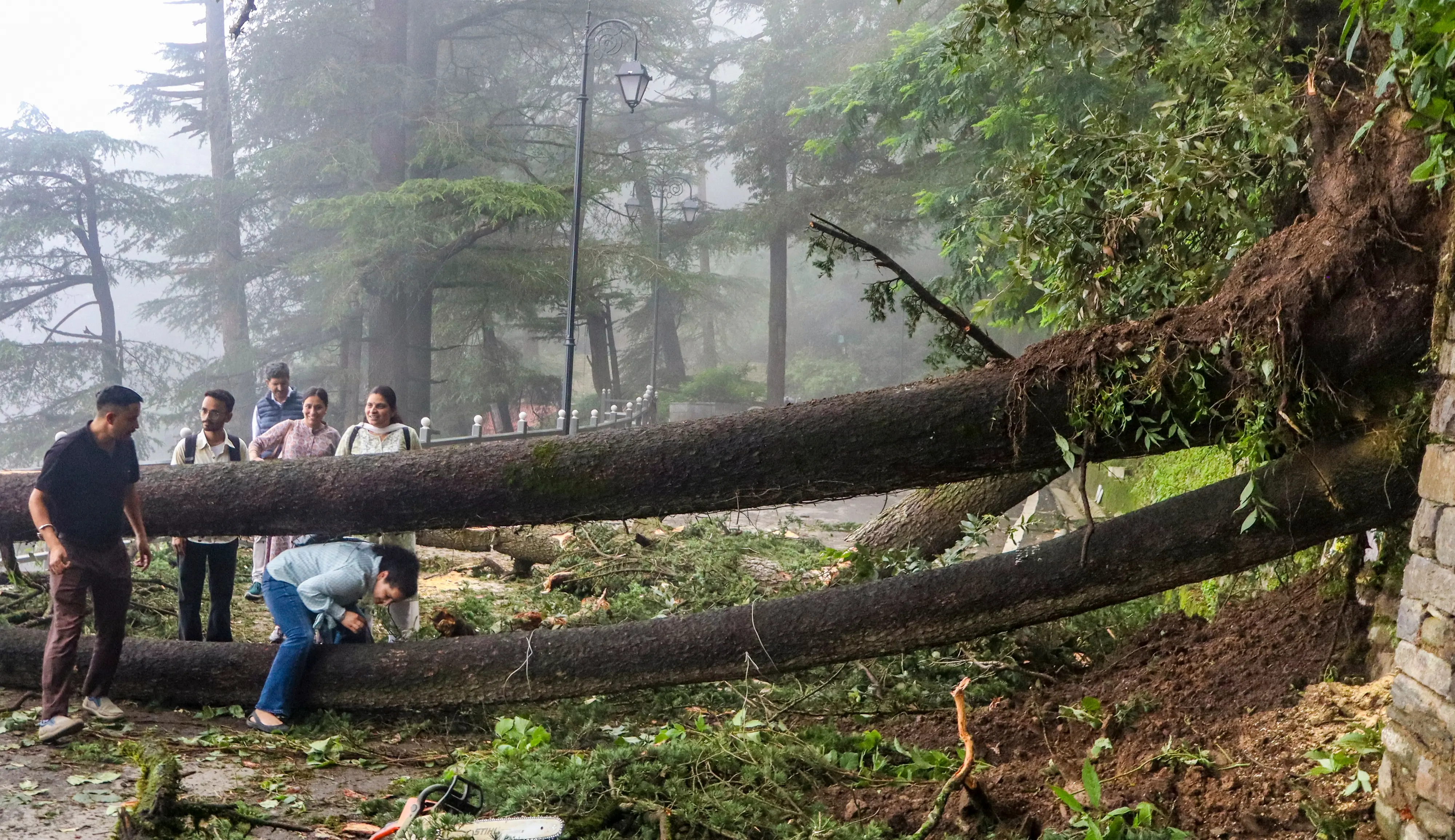 Uprooted tree in Shimla | PTI
