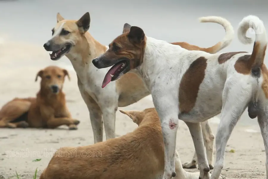 Kerala has warned of legal action against feeding stray dogs on streets