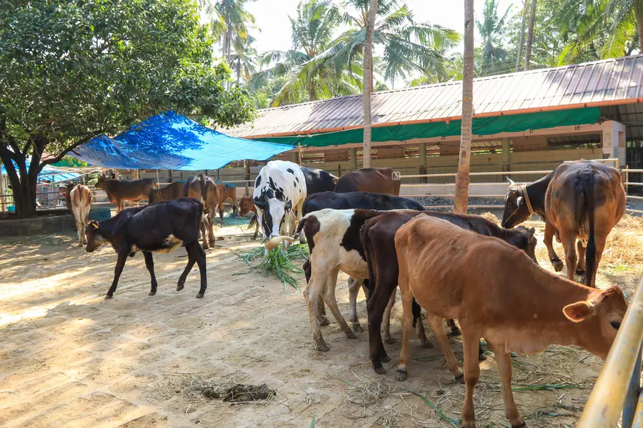 കനത്ത മഴയിൽ മിണ്ടാപ്രാണികളെ കരുതലോടെ കാക്കാം; വേണം ജാഗ്രത