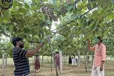 പോകാം മുന്തിരിത്തോപ്പിലേക്ക്.. ഗുണ്ടൽപ്പേട്ടയിലെ മുന്തിരിത്തോട്ടത്തിലേക്ക് മലയാളികളുടെ തിരക്ക്