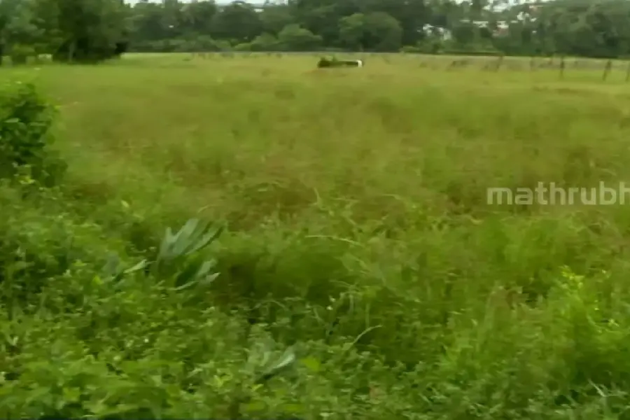 ശ്രീനിയേട്ടൻ പോയി, പിന്നാലെ അധികൃതരും; പുന്നച്ചാൽ പാടശേഖരത്തിൽ ഇന്ന് വിളവില്ല, കാട് മാത്രം
