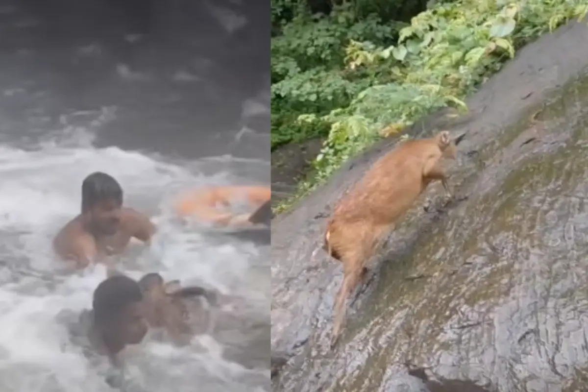Forest officials brave strong currents to rescue a deer stranded in the floodwaters at Kumbhavurutty Waterfalls
