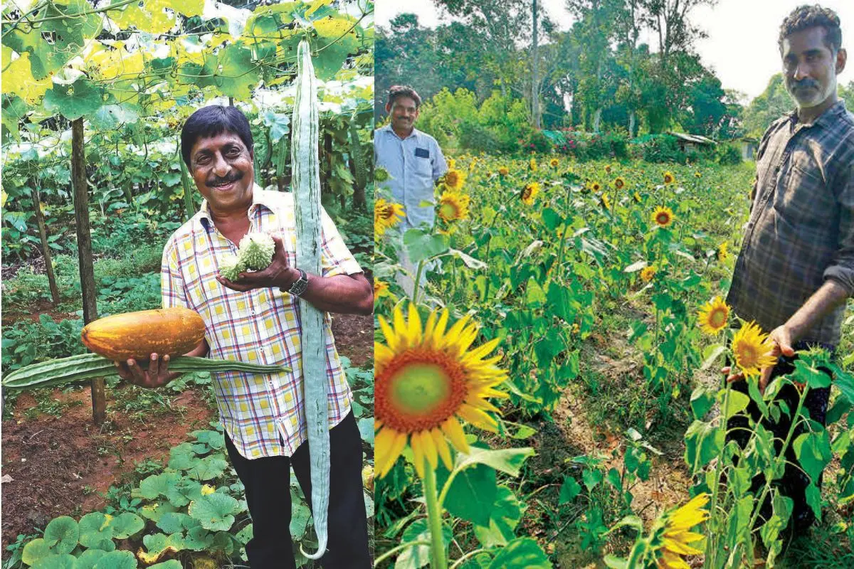 Sreenivasan in his farm | File Photo: Mathrubhumi; Farmer Manu Philip and his assistant P J Jude amidst the sunflowers blooming in the Kandanad paddy fields of Udayamperoor