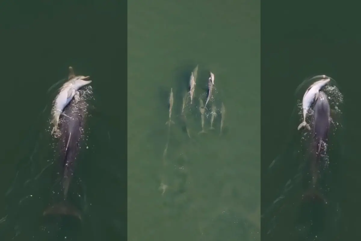 Visuals shared by Geographe Marine Research