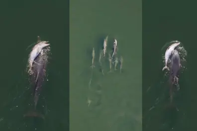 Even after 2 weeks, mother dolphin keeps carrying dead calf; experts explain why