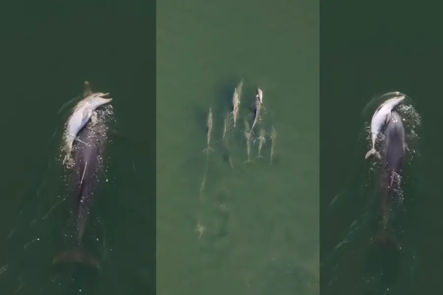 Visuals shared by Geographe Marine Research