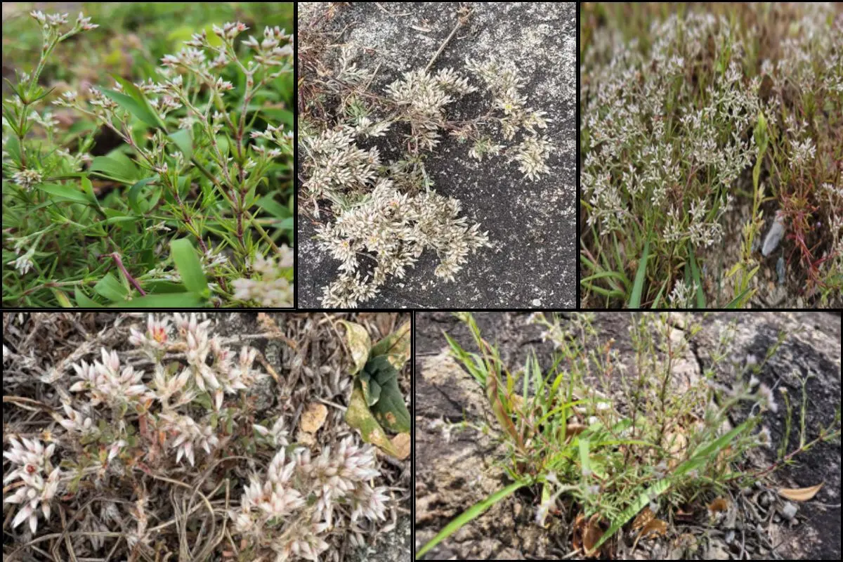 The five new species of Polycarpaea discovered in Kerala