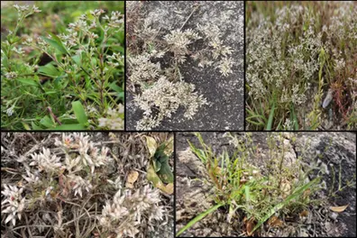 ‘Satan destroyer’ of Kerala: Botanists discover 5 new spiked rock-grass species