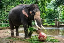 ആനകൾക്കും വേണം 'കാർബ് കട്ട്'; അവർ തലയാട്ടുന്നത് ബോറടി കാരണം, നൽകൂ കളിപ്പാട്ടങ്ങൾ