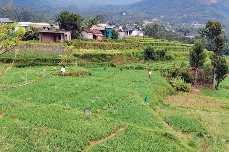garlic farming