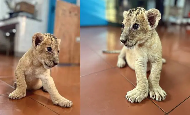 Simba and Suri