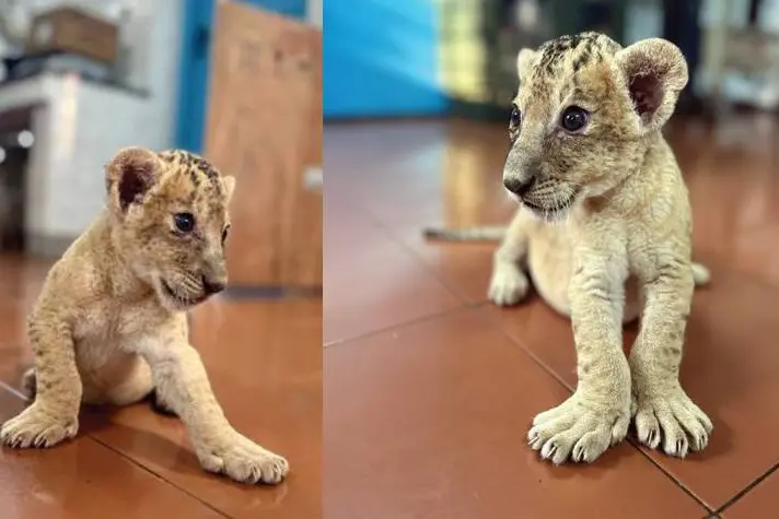 Simba and Suri beat the odds after months of care at Thiruvananthapuram Zoo