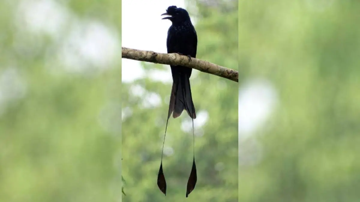 റാക്കറ്റ് റ്റെയിൽഡ് ഡ്രോങ്കോ എന്ന ഇരട്ടവാലൻ
