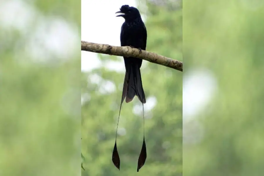 irattavalan