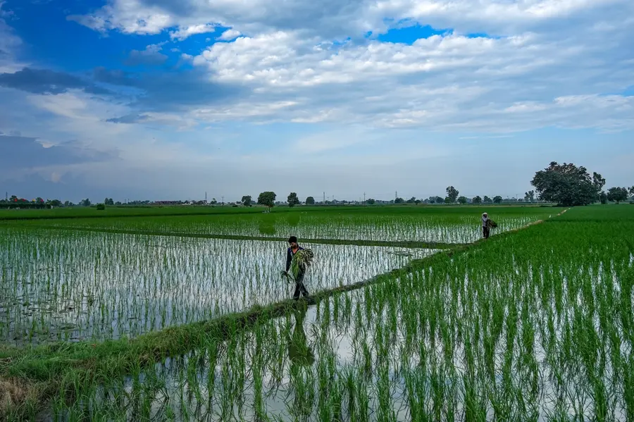 3.29 lakh hectares of paddy fields gone in 30 years, leaving Kerala with fewer flood buffers