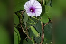 ശരീരഭാരം കുറയ്ക്കാനും പ്രമേഹം നിയന്ത്രിക്കാനും ദഹനം മെച്ചപ്പെടുത്താനും നിത്യവഴുതന