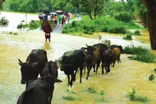 ദുരിതാശ്വാസ ക്യാമ്പിലെ കഞ്ഞിയും ചോറും പശുക്കൾക്ക് നൽകുന്നോ? അമ്ലവിഷബാധയെന്ന അപകടം തിരിച്ചറിയുക