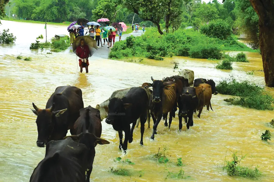 flood animal care