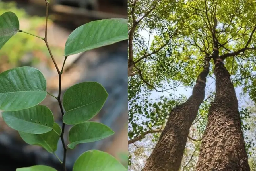 ബയോടെക്നോളജിയിൽ തയ്യാറാക്കിയ രക്തചന്ദനച്ചെടികൾ, ഒന്നിന് 600 രൂപ; കോടികളുമായി മലയാളിസംഘം മുങ്ങി
