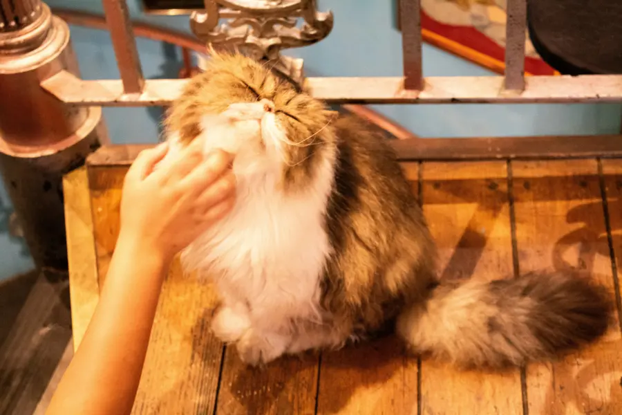 Getting your first cat? Top 5 breeds for first-time pet owners in India