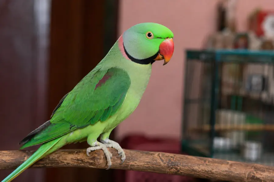 Parrot