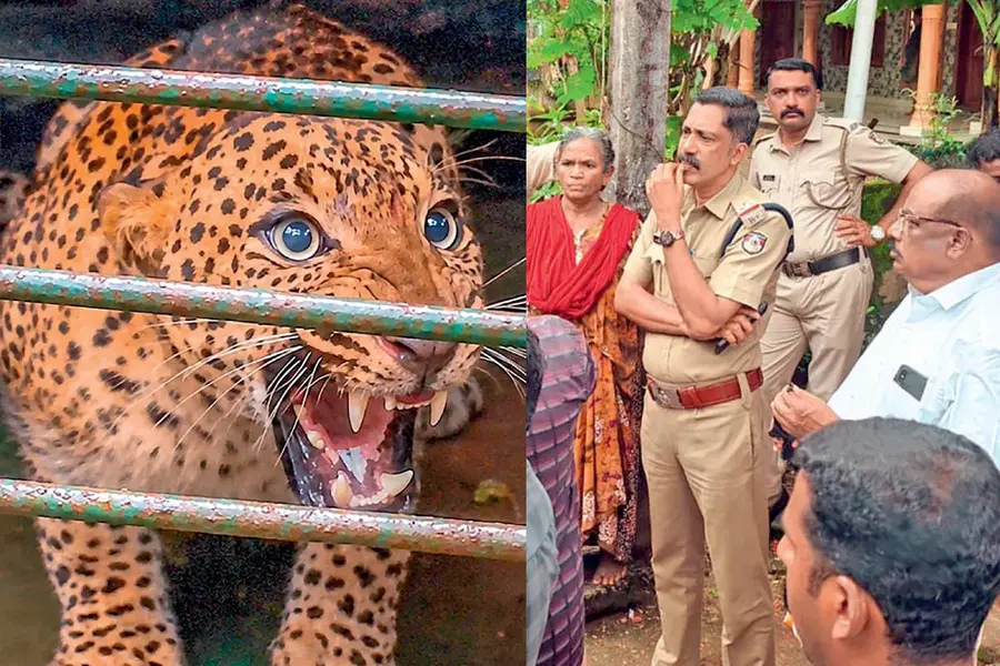 പുലിയുടെ പേരിൽ അതിർത്തിത്തർക്കം; പരാതി പരിഹരിക്കാൻ മണ്ഡലം മാറ്റിയെന്ന് ആക്ഷേപം