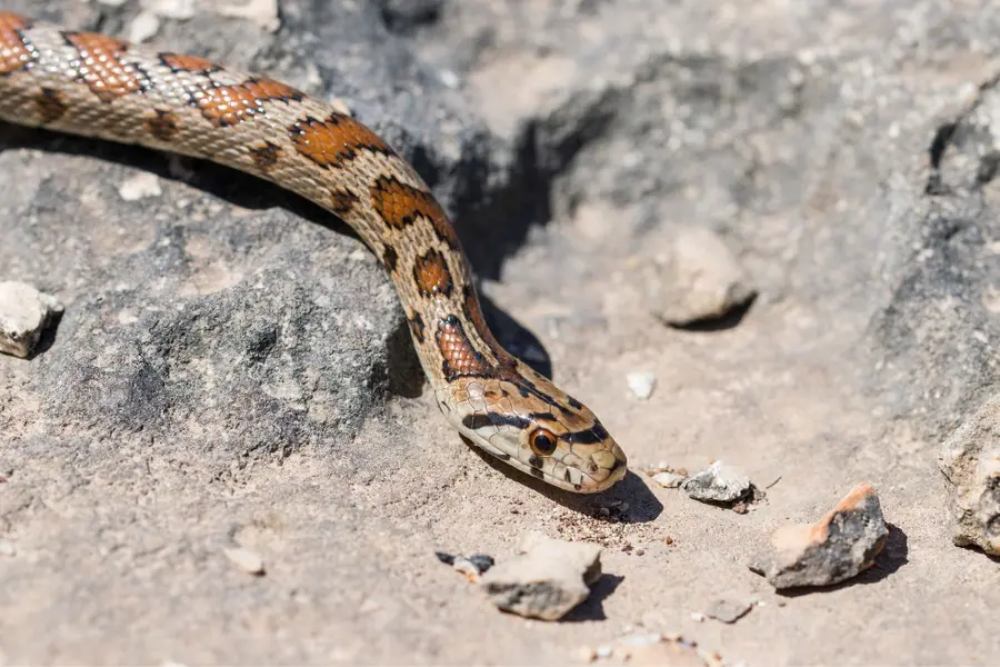 SNAKEBITE.jpg