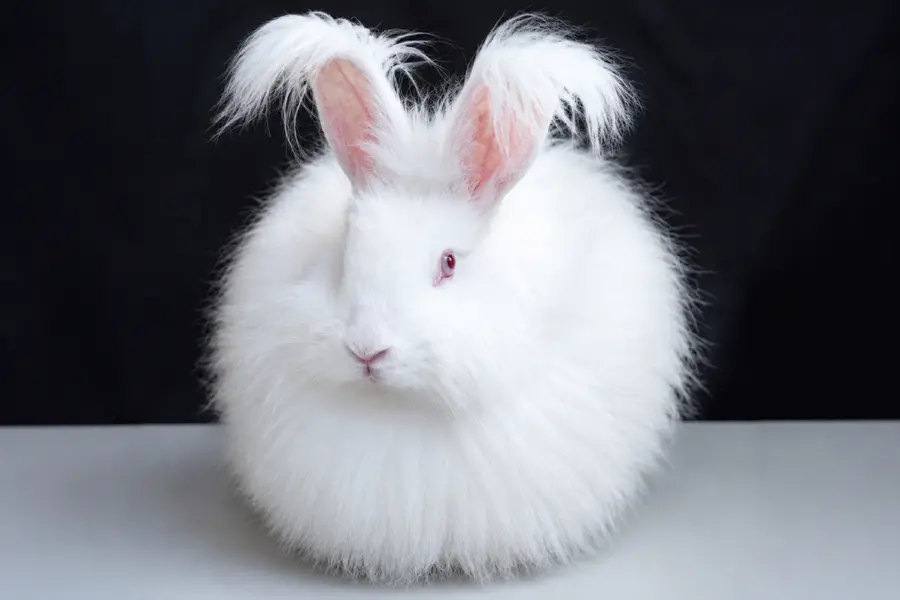 Angora
