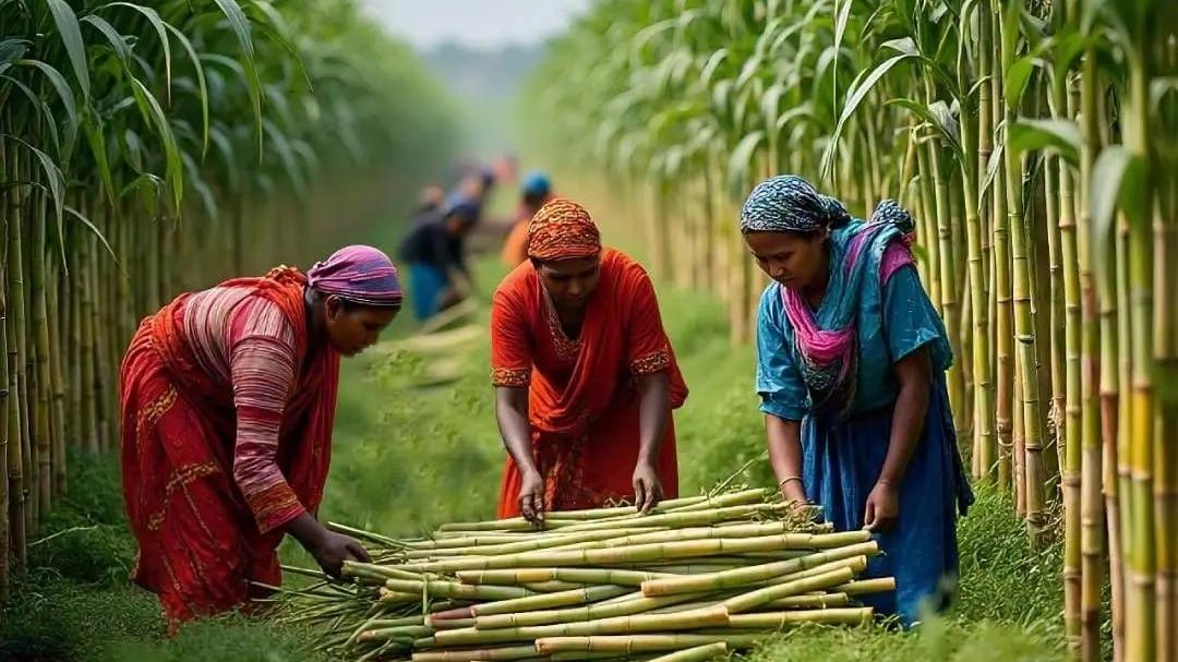 Is India's E20 push facing a hurdle? Report says Union govt may restrict sugarcane use for fuel