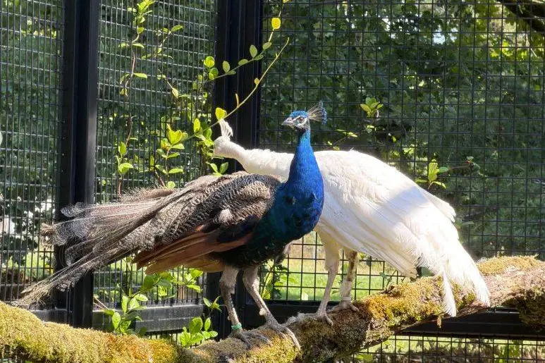 peacock