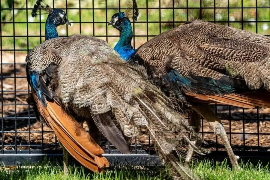 peacock
