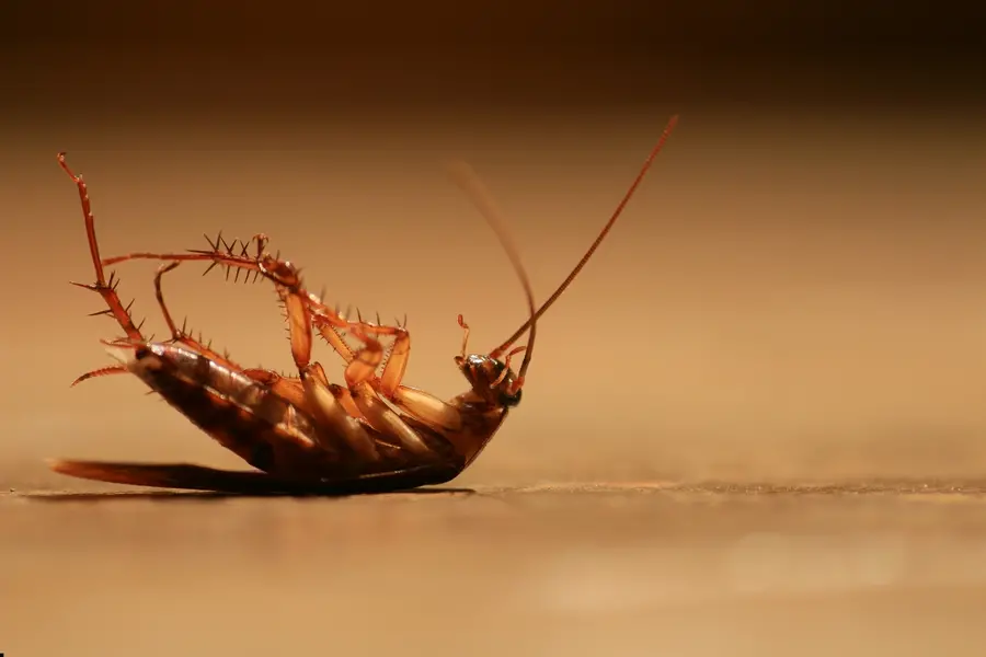 Representational Image of cockroach