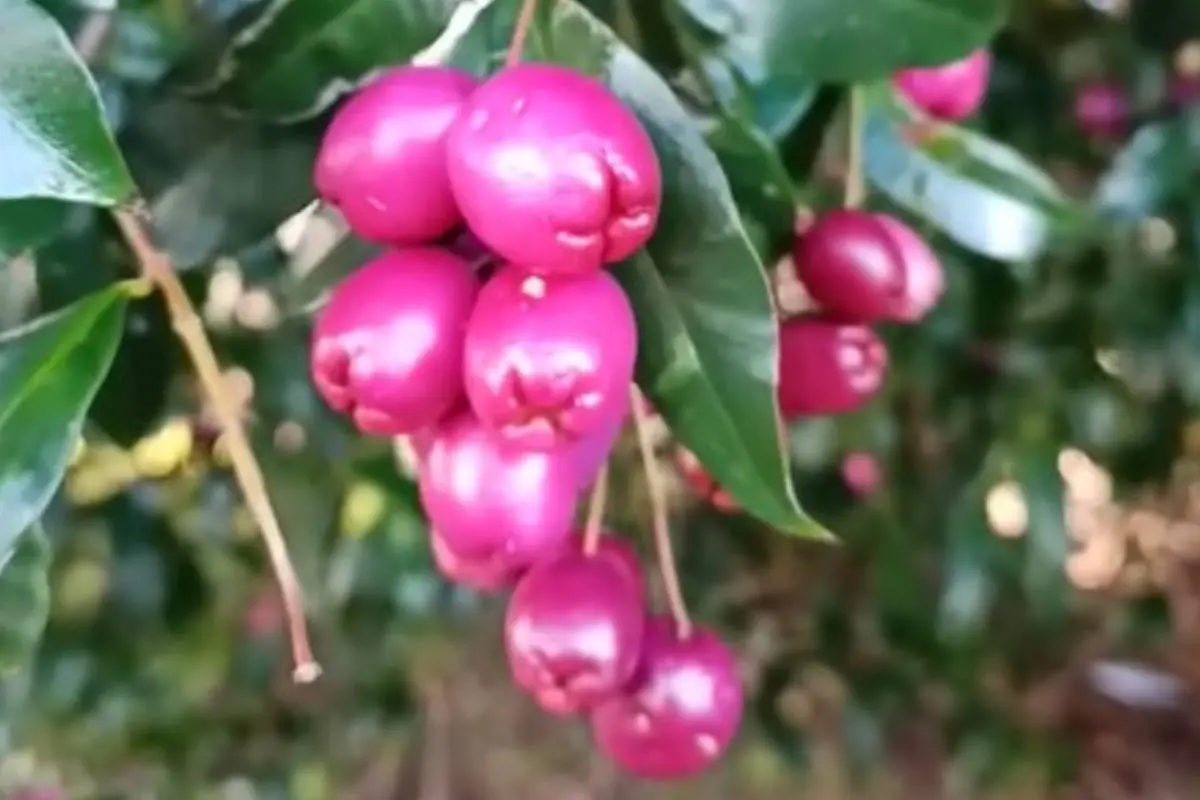 ലില്ലി പില്ലി | Photo: Screengrab from youtube.com/@southgreenplantnurseryagri4661