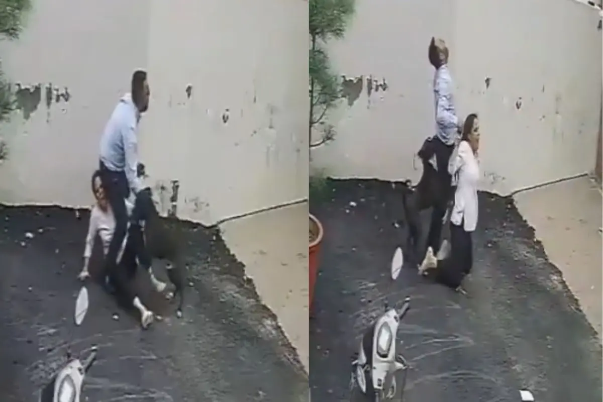 A couple in Patiala (Punjab) was attacked by a Pitbull