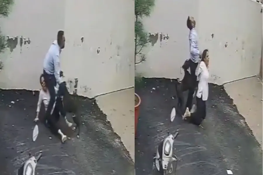 couple in Patiala (Punjab) was attacked by a Pitbull