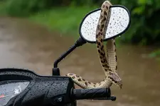 പാമ്പ് കാറിലും സ്കൂട്ടറിലും ടോയ്‌ലെറ്റിലും കയറുന്നത് എന്തിന്? മഴക്കാലത്ത് ശ്രദ്ധിക്കാം