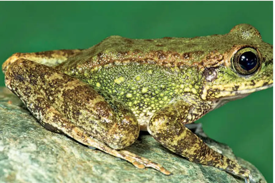 AmmachiFrog
