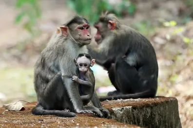 Monkeys in Kerala may lose highest wildlife protection status