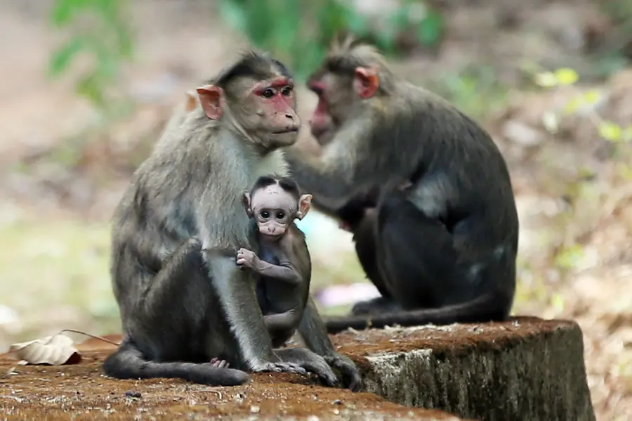 monkey