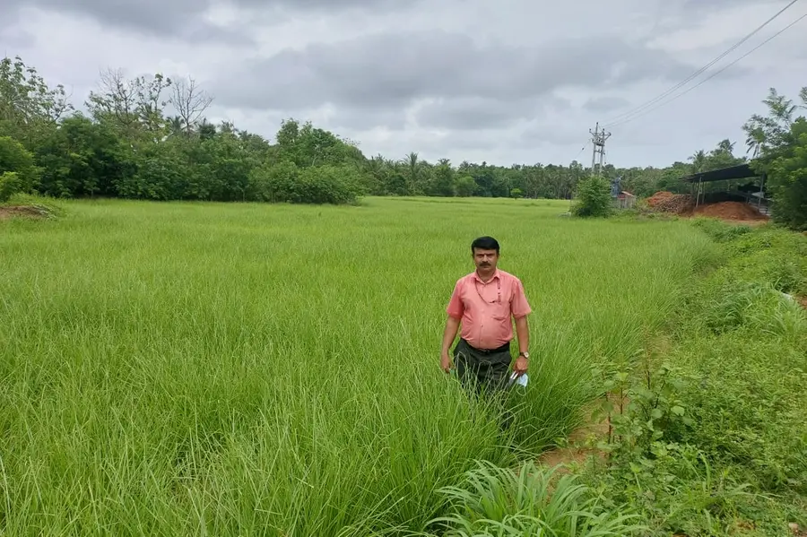മണ്ണൊലിപ്പിനെതിരെ 'സുഗന്ധമുള്ള' സുരക്ഷാകവചം: മണ്ണ് സംരക്ഷണത്തിൽ വിപ്ലവം സൃഷ്ടിക്കാൻ രാമച്ചം കൃഷി