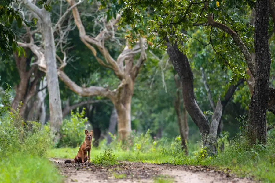 Karnataka forest SHOOT