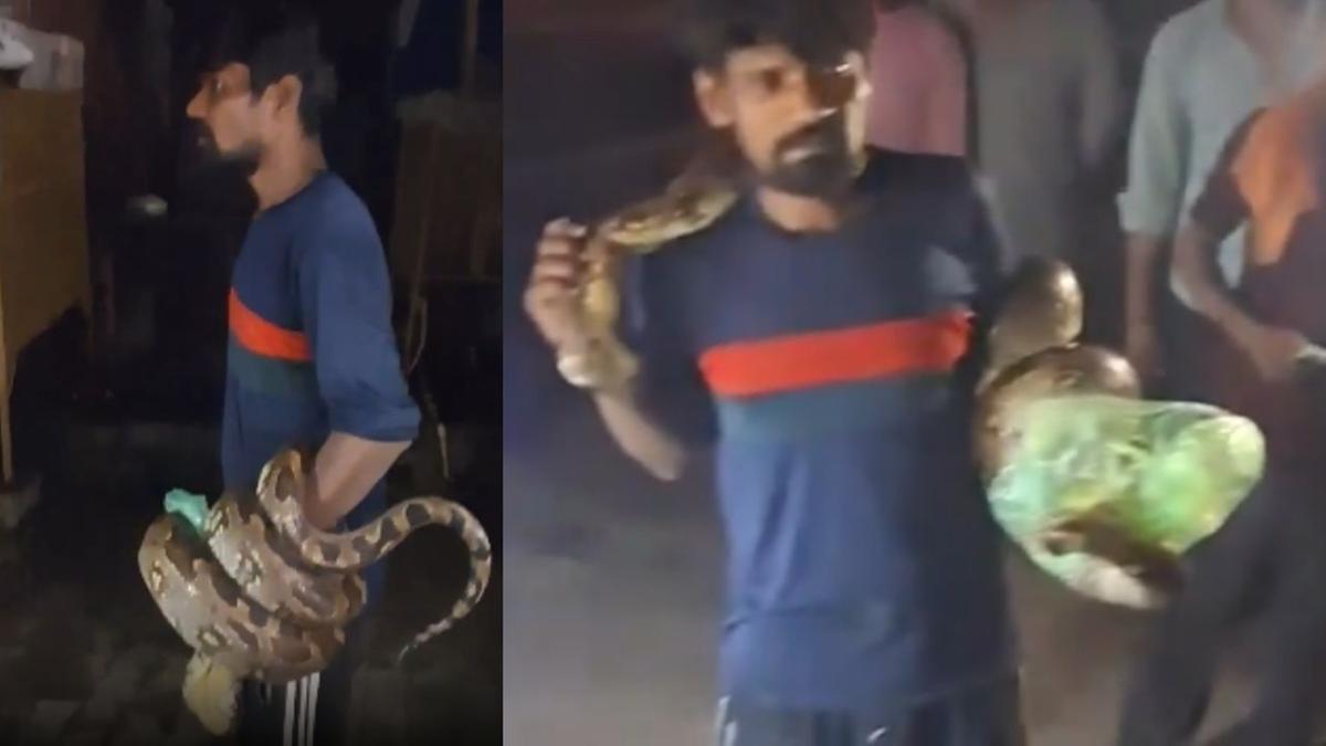 മദ്യപൻ പിടികൂടിയ 15 അടി മലമ്പാമ്പ്; കഴുത്തിൽ ചുറ്റി നാട്ടുകാരെ അമ്പരപ്പിച്ചു