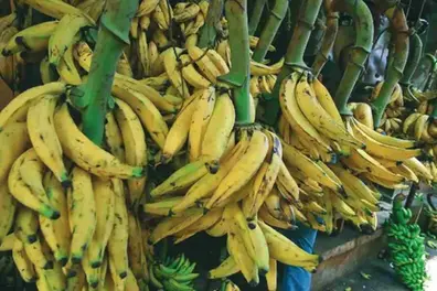 Banana prices soar ahead of Onam; farmers expect rates to cross ₹100