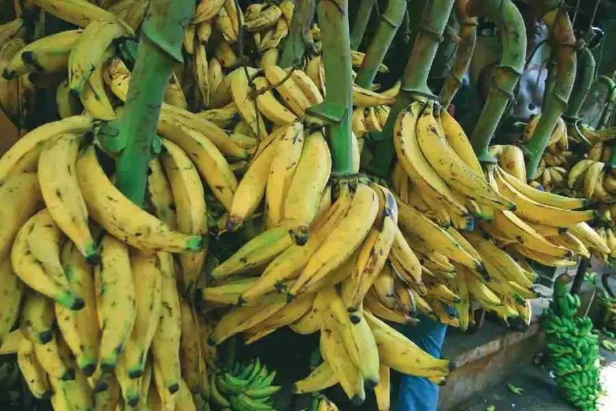 Banana prices soar ahead of Onam; farmers expect rates to cross ₹100