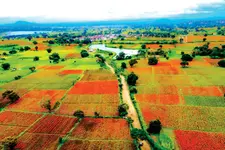 ചെണ്ടുമല്ലിത്തോട്ടമായി ഗുണ്ടൽപേട്ട്; ഓണത്തിന് കേരളത്തിലേക്ക് പൂക്കളൊഴുകും