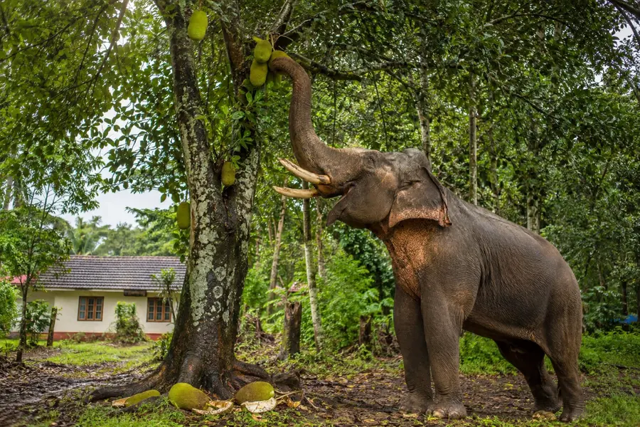Kerala Forest Department to Pluck Raw Jackfruits Near Boundaries to Prevent Wild Elephant Incursions