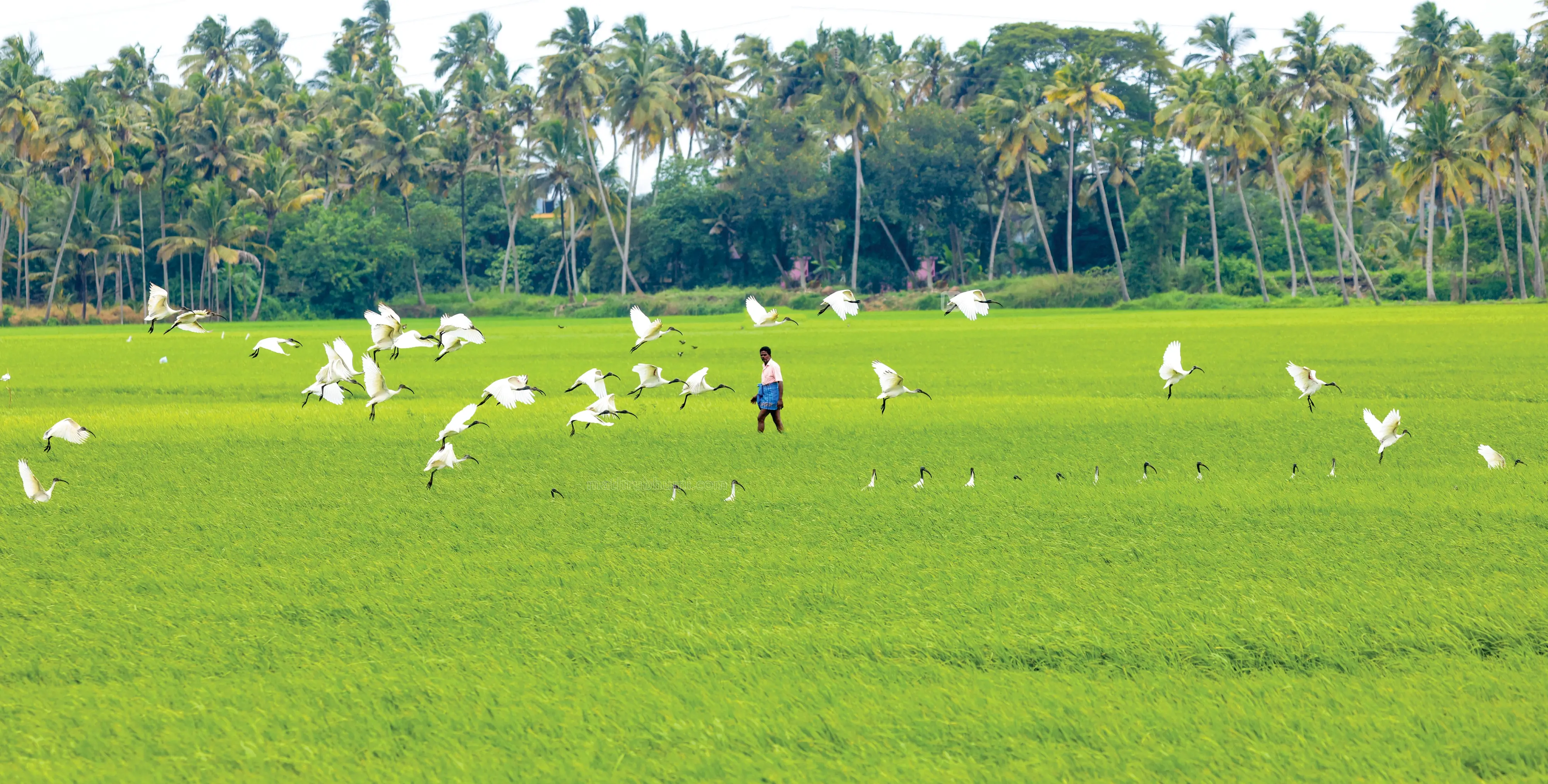 Representative image | Photo: Mathrubhumi